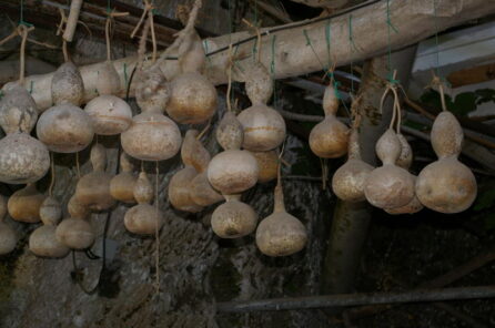 Calabazas secando