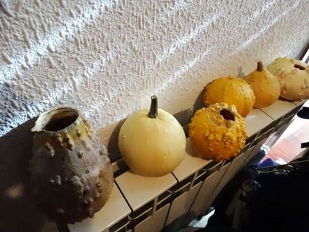 Calabazas secandose