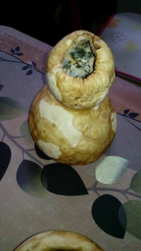 Calabaza mal secada