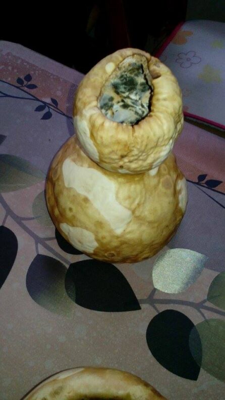 Calabaza mal secada