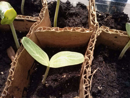 Planta pequeña de calabaza
