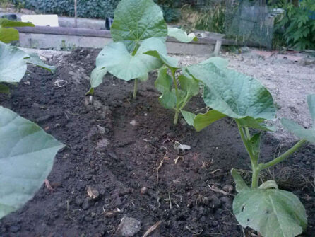 planta de calabaza en la huerta