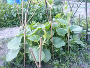 planta de calabaza con su tutor
